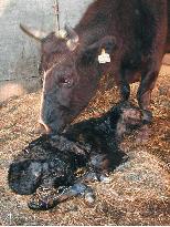 Calf born to cow with transplanted genetic info